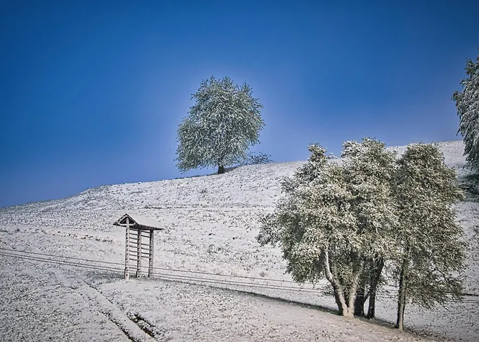 キャンプ場 Cowboy's Land *