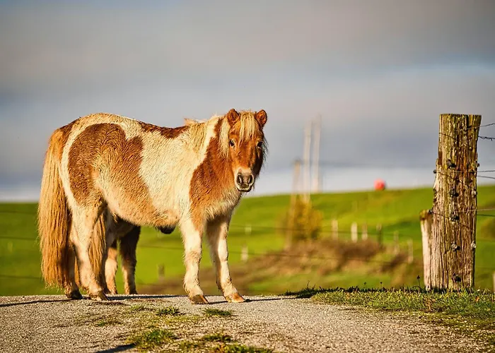 Cowboy's Land キャンプ場 *
